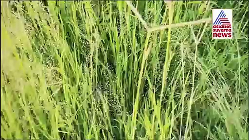 Yash Clicks Video: ಪತಿ ಫ್ರೀ ಆಗಿ ವಿಡಿಯೋ ಕ್ಲಿಕ್ ಮಾಡಿದ್ದಕ್ಕೆ ಥ್ಯಾಂಕ್ಸ್ ಎಂದ ರಾಧಿಕಾ ಪಂಡಿತ್!