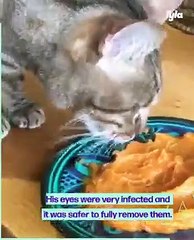 This former stray cat does not let being blind stop him from living his best li