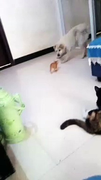 رد فعل القطه لما الكلب هزر مع بنتها ♥️ | cat reaction