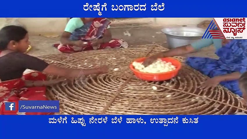 Kolar: ಜಿಲ್ಲೆಯಲ್ಲಿ ಚಿನ್ನಕ್ಕಿಂತ ರೇಷ್ಮೆಯೇ ದುಬಾರಿ, ರೈತರ ಮುಖದಲ್ಲಿ ಮಂದಹಾಸ