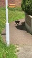 Stealthy Magpie Stalks Street Cat