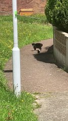 Stealthy Magpie Stalks Street Cat