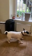 Restless Doggo Just Wants to Play With Milk Carton