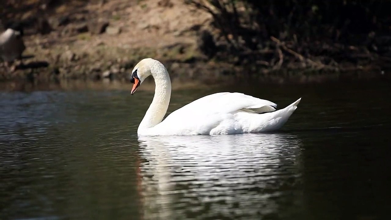 swan swimming