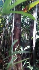 Pohon Cendana Putih yg Tumbuh Sehat di HUTAN PAPUA 