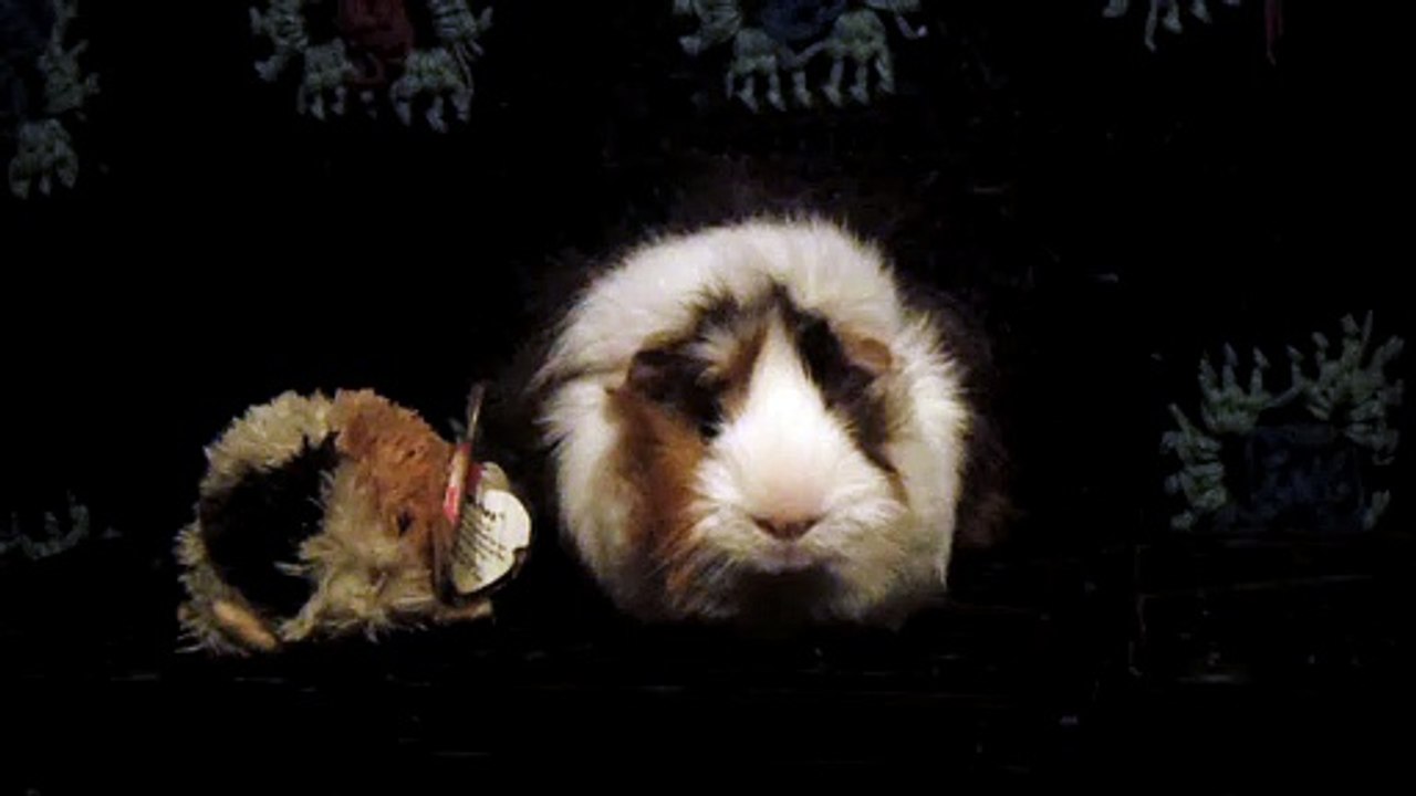 CAVIA PORCELLUS DAVID 102_8583