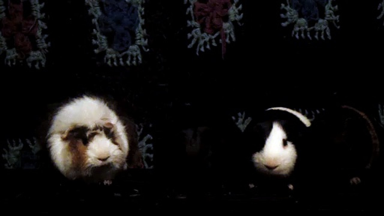CAVIA PORCELLUS DAVID 102_8585