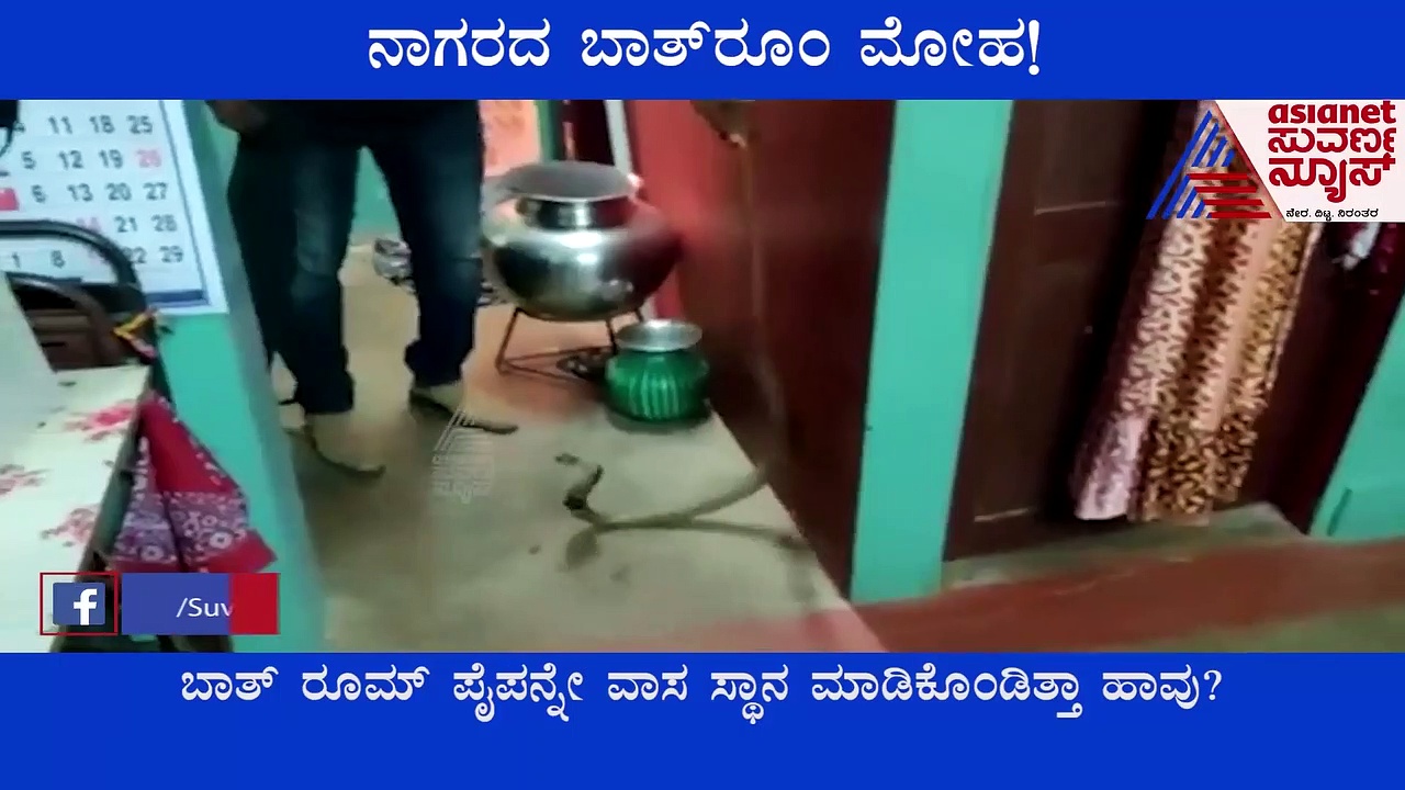 ಹಾವಿನ ಬಾತ್‌ರೂಂ ಮೋಹ...  ಯಾರೂ ಇಲ್ಲದ ವೇಳೆ ಬಾತ್ ರೂಮ್ ಗೆ ಬರುತ್ತಿದ್ದ ನಾಗರ ಹಾವು..!