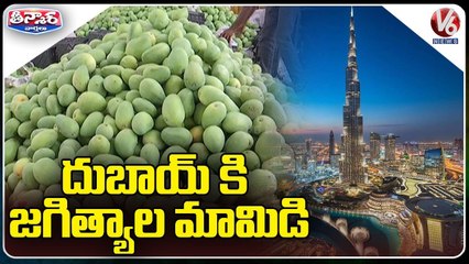 Telangana Brand Mango Export To Dubai , Farmers Express Happiness _ Jagital _ V6 Weekend Teenmaar