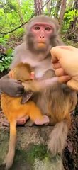 Baby monkey cute animals 29