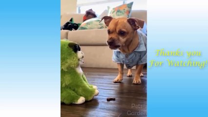 Funy  and cute Animals