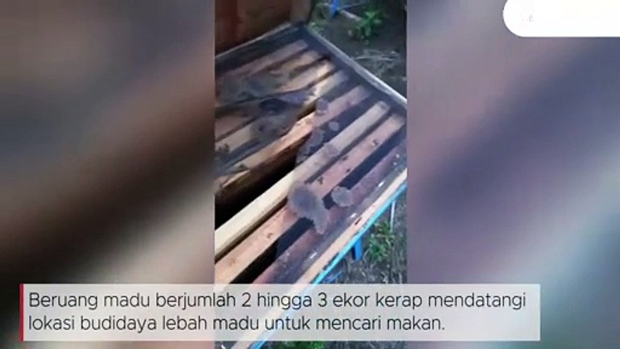 Sun bear destroys honey bee nest box