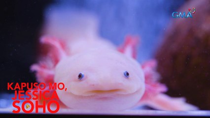 PET NA MALA-REAL-LIFE POKEMON?!  | Kapuso Mo, Jessica Soho