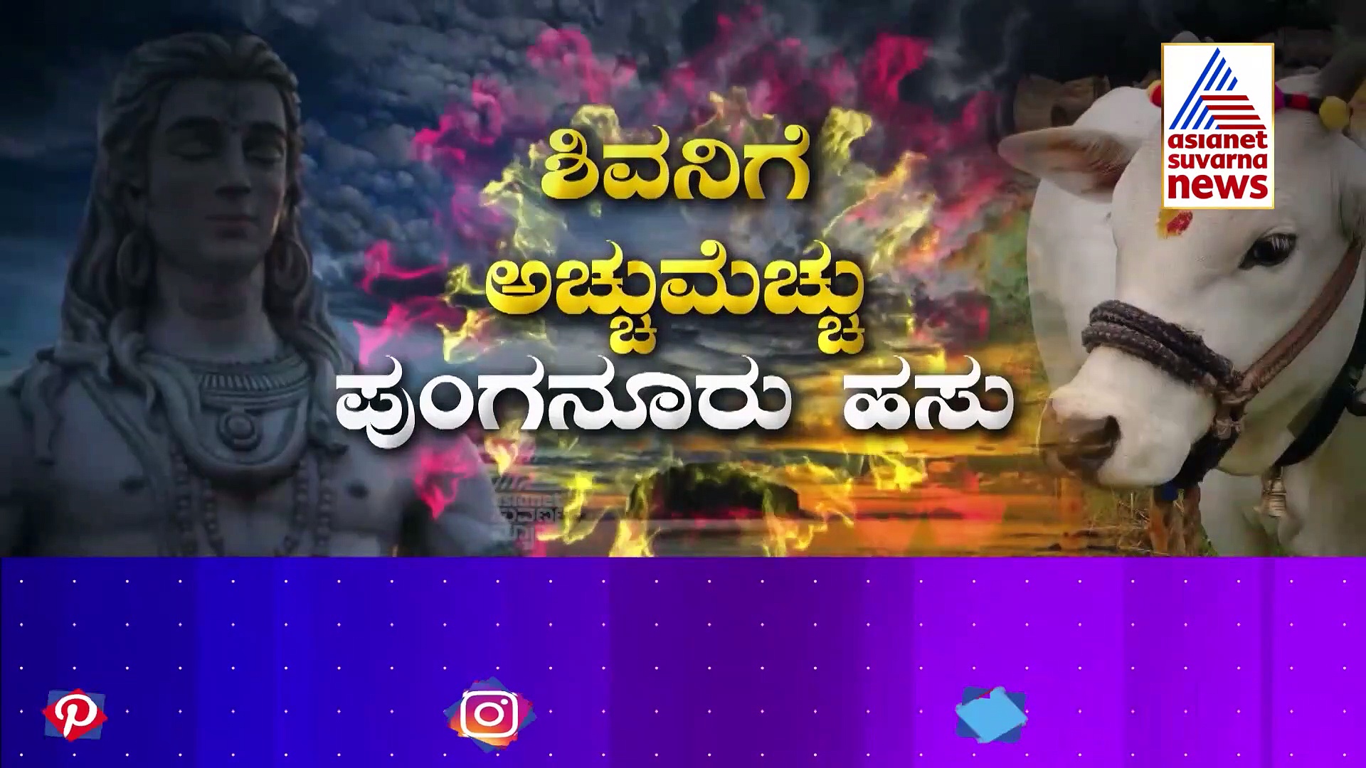 Punganur Cow: ಜಗತ್ತಿನ ಸ್ಪುರದ್ರೂಪಿ ಹಸು ಪುಂಗನೂರಿನ ಪುಟಾಣಿಗಳನ್ನು ನೋಡಿದ್ದೀರಾ?