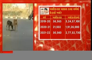 રખડતાં શ્વાનથી અમદાવાદી પરેશાન, જાણો ખસીકરણ માટે કેટલા ક્યાં ખર્ચાયા