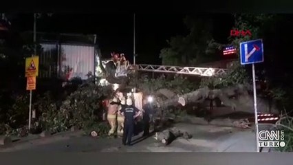 Asırlık ağaç yola devrildi