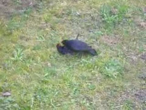 deux oiseaux excités