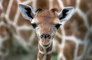 Giraffes grew long necks to fight love rivals