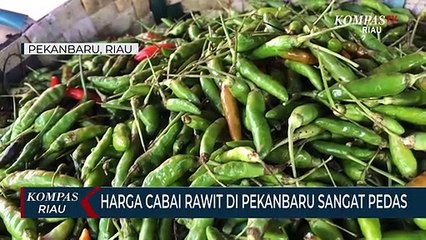 Harga Cabai Rawit Di Pekanbaru Sangat Pedas
