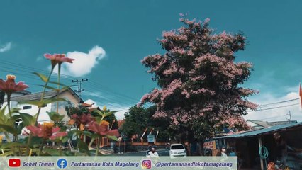 Bunga Tabebuya I Pohon Tabebuya I Pohon Sakura Indonesia