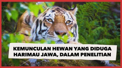 Kabar Kemunculan Harimau di Sukabumi, Disambut bahagia oleh Warga Sekitar