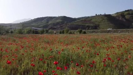 Tarlalar gelincik çiçekleriyle renklendi