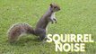Squirrel Noises Loud | Squirrel Sound Video By Kingdom Of Awais