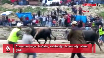 Yer: Rize! Boğalar seyircilerin arasına daldı