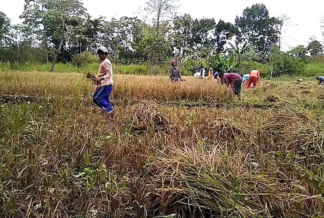 Kelompok Tani Mapaloma - Rendu Butowe Panen Padi