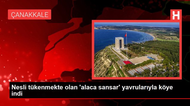 Nesli tükenmekte olan 'alaca sansar' yavrularıyla köye indi