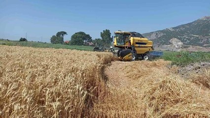 Söke Ovası'nda buğday bereketi