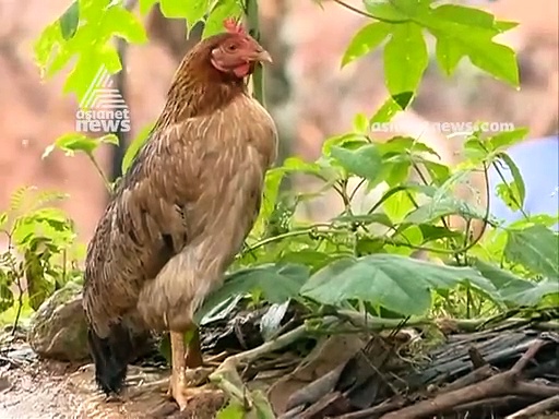 'ഊട്ടിയ കൈകള്‍ തേടി'; കവളപ്പാറയിലെ മണ്‍കൂനയ്ക്കിടയില്‍ വീടും വീട്ടുകാരെയും തെരഞ്ഞ് ഇവരും