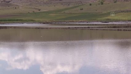 KIRIKKALE - Dron ile çeltik ekim mesaisi başladı