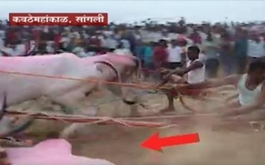 Sangli : अडखळला...पण थांबला नाही, सांगीलत बैलगाडा शर्यतीचा थरार ABP Majha
