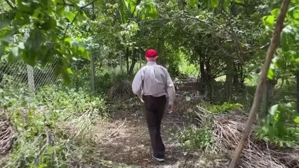 Adil amcanın çabasıyla meyve çekirdekleri onlarca ağaca dönüştü