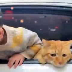 cat and child friendship.. super cat