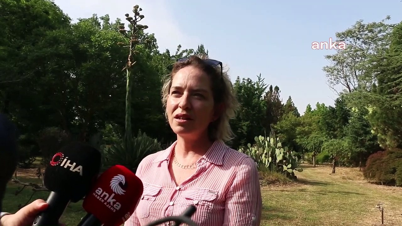 Hayrettin Karaca 40 yıl önce dikmişti; 40 yıl s...