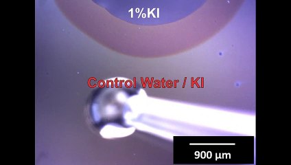 Según investigadores argentinos, en escalas nanométricas, materia inanimada parece "cobrar vida"