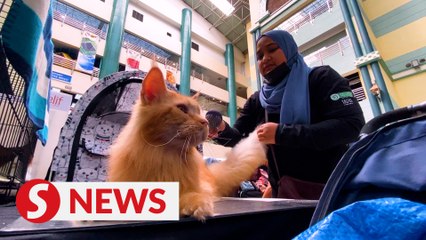 EG Meow Championship draws over 150 cat lovers in first round of competition