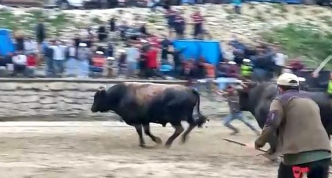 Arenadan kaçan boğalar, seyircilerin arasına daldı!