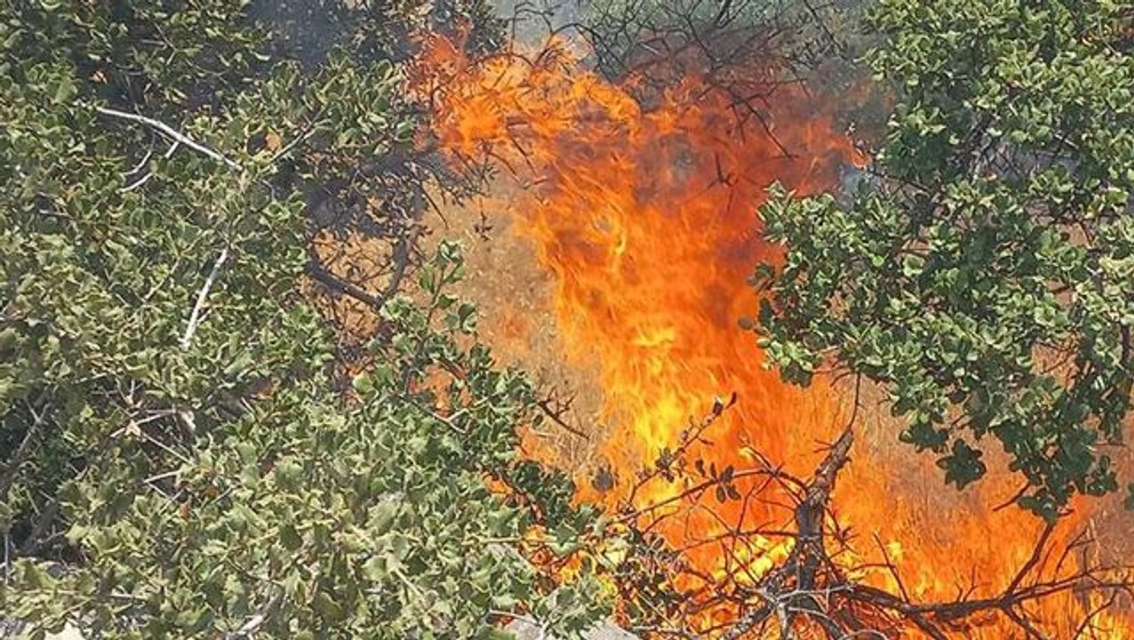 Havalar ısındı, kabus yeniden başladı! Bodrum'daki yangına acilen müdahale edildi