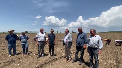 Uşaklı Tarım İşçisi Çelenk: "Dizimden Belimden Rahatsızım. Tövbeler Olsun Mecburumdan Geliyorum. Beş Senedir Doktora Çıkamıyorum"