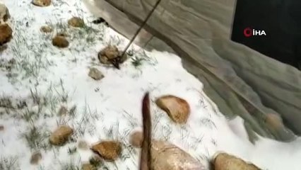 Dolu yağışı bahçelere zarar verdi