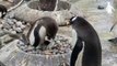 Fluffy gentoo penguin chicks emerged from their nests at Edinburgh Zoo