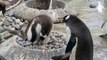 New Gentoo penguin chicks born at Edinburgh Zoo