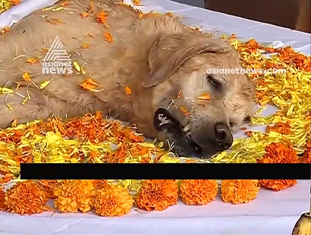 സ്‌ഫോടകവസ്തുക്കള്‍ പിടികൂടുന്ന വീരന്‍ 'തണ്ടര്‍' യാത്രയായി; ഔദ്യോഗിക ബഹുമതികളോടെ യാത്രയയപ്പ്