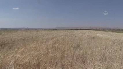 ŞANLIURFA - Buğday ve arpa alım fiyatları Şanlıurfalı üreticileri memnun etti