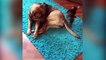 Funny Animals 2022 - Cute Dogs and Cats Doing Funny Things