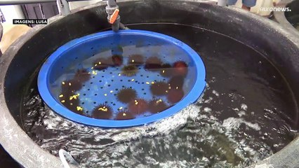 Antecipar o futuro dos oceanos