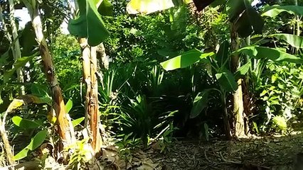 WAITING FOR BANANA #harvest